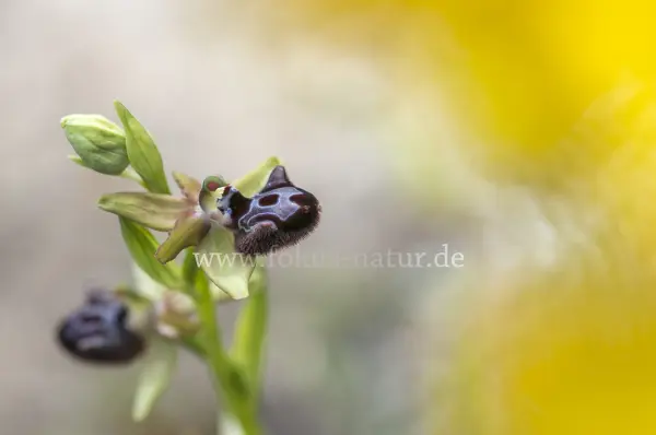 Fokus-Natur Bild