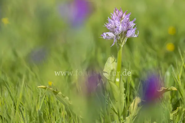 Fokus-Natur Bild