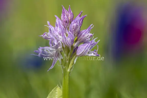 Fokus-Natur Bild