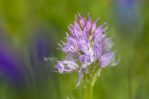 Fokus-Natur Bild