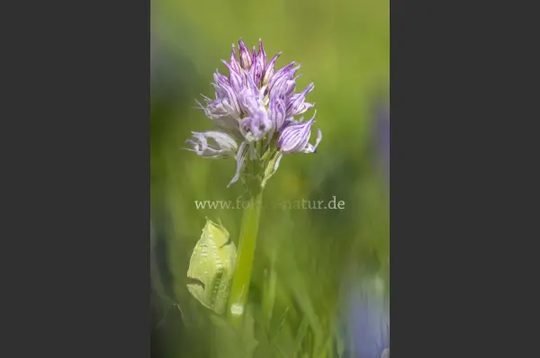 Fokus-Natur Bild