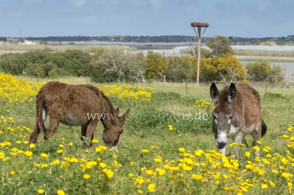 Fokus-Natur Bild