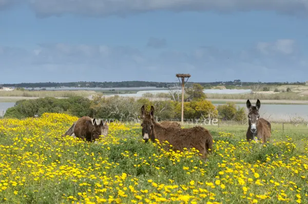 Fokus-Natur Bild