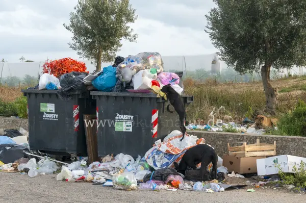 Fokus-Natur Bild