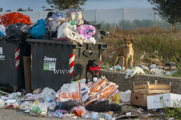 Fokus-Natur Bild