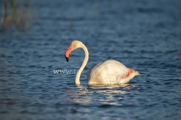 Fokus-Natur Bild