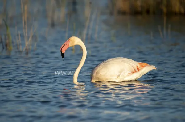 Fokus-Natur Bild