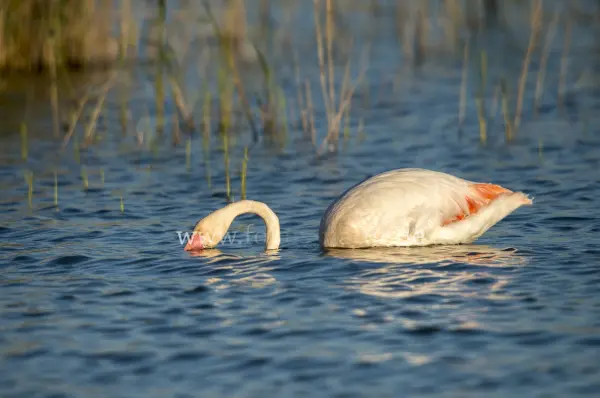 Fokus-Natur Bild