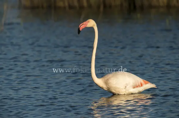 Fokus-Natur Bild