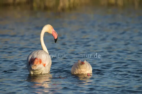 Fokus-Natur Bild