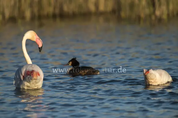 Fokus-Natur Bild