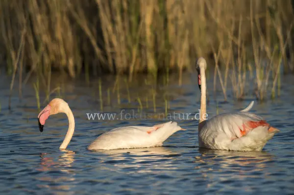 Fokus-Natur Bild