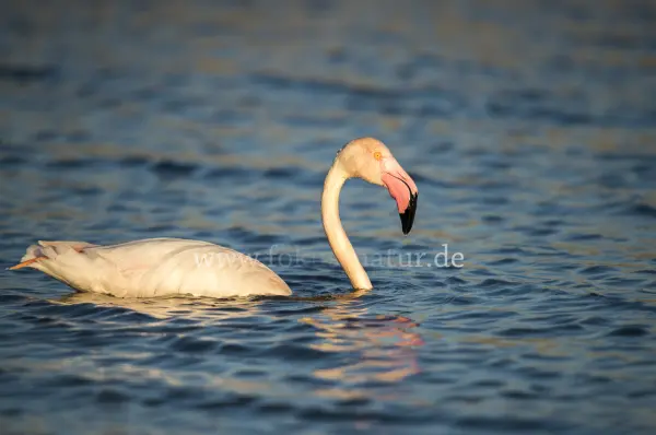 Fokus-Natur Bild