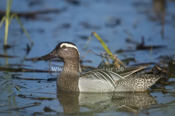 Fokus-Natur Bild