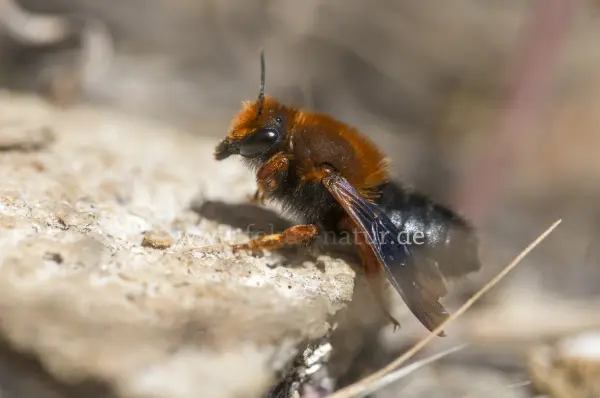 Fokus-Natur Bild
