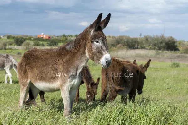 Fokus-Natur Bild