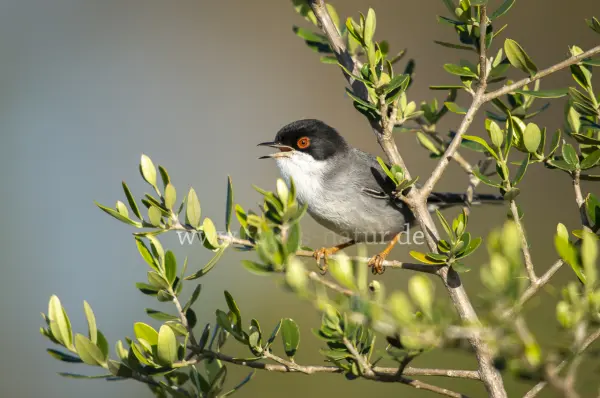 Fokus-Natur Bild
