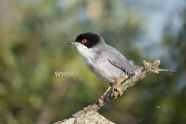 Fokus-Natur Bild