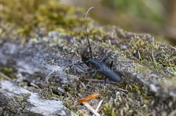 Fokus-Natur Bild