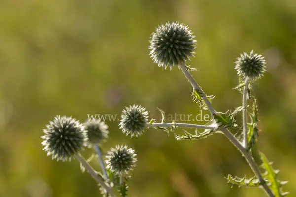 Fokus-Natur Bild