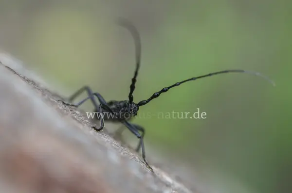 Fokus-Natur Bild