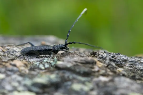 Fokus-Natur Bild