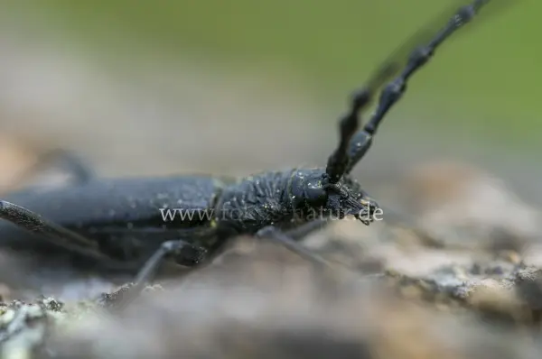 Fokus-Natur Bild