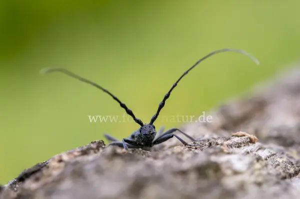Fokus-Natur Bild