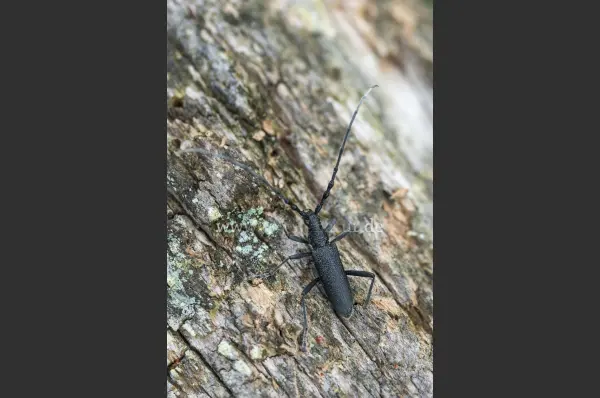Fokus-Natur Bild