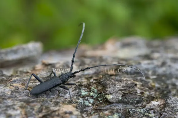 Fokus-Natur Bild