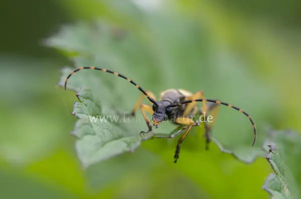 Fokus-Natur Bild