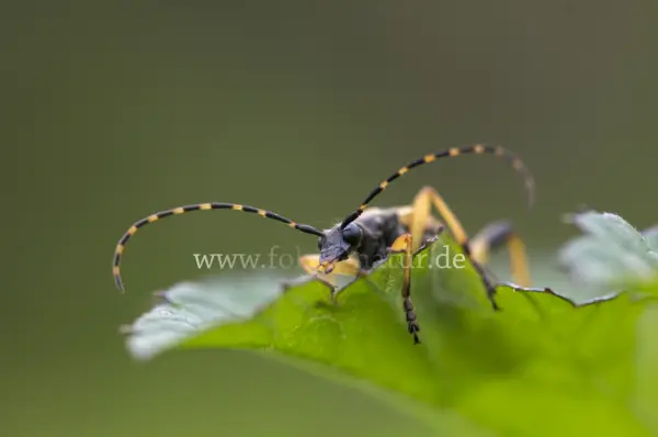 Fokus-Natur Bild