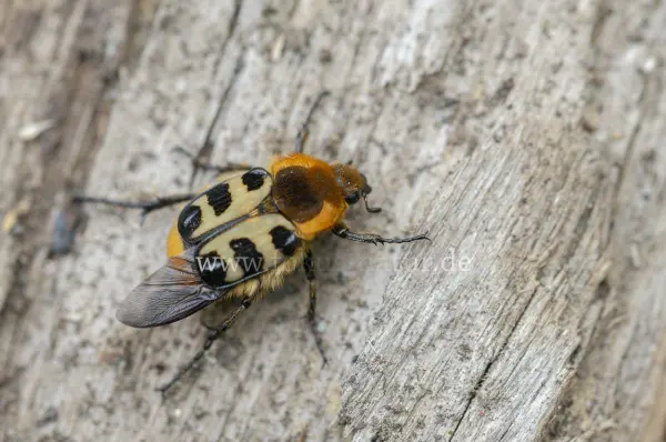 Fokus-Natur Bild