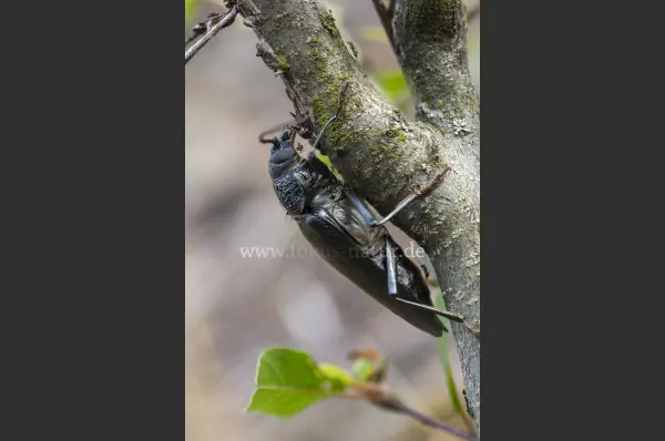 Fokus-Natur Bild