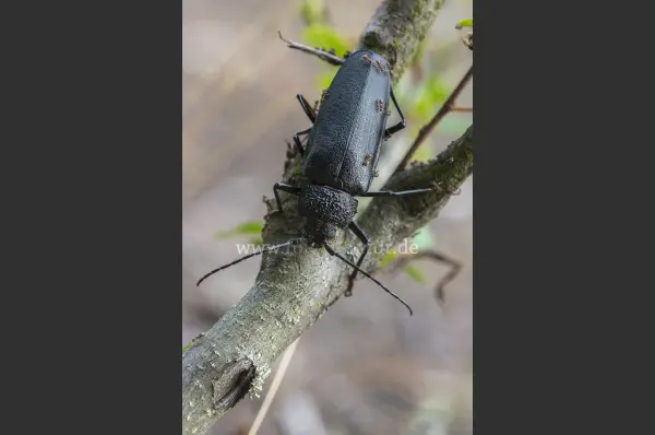 Fokus-Natur Bild