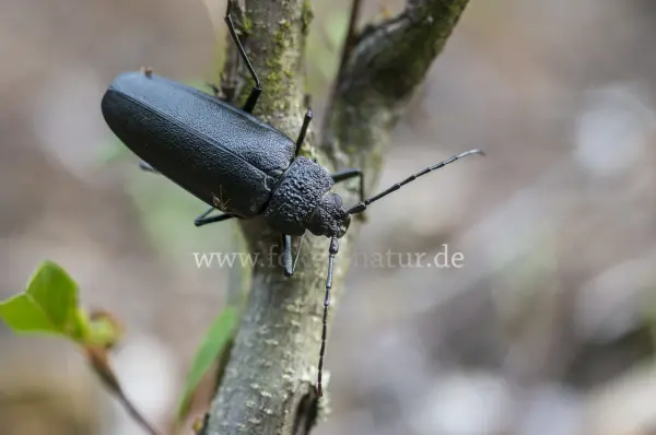Fokus-Natur Bild