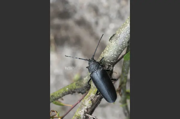 Fokus-Natur Bild