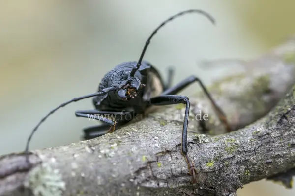 Fokus-Natur Bild