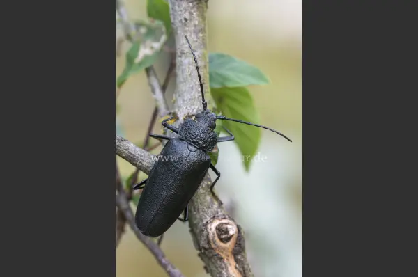 Fokus-Natur Bild