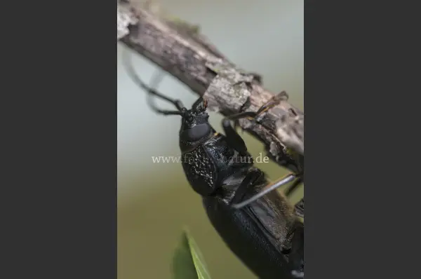 Fokus-Natur Bild