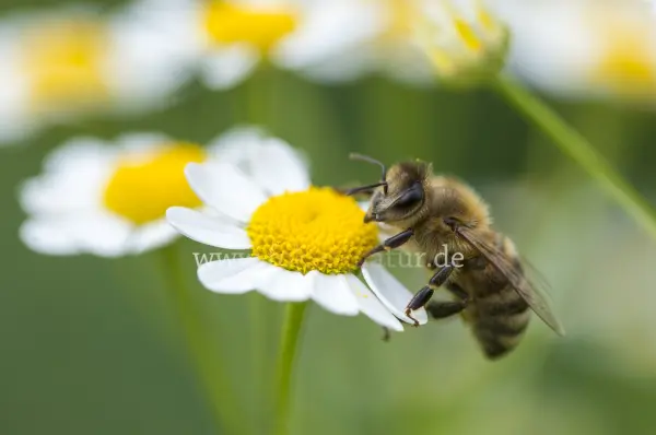 Fokus-Natur Bild