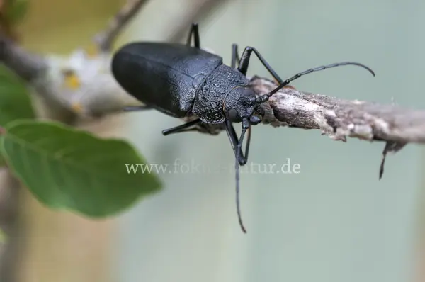 Fokus-Natur Bild