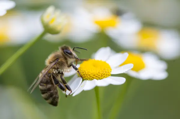 Fokus-Natur Bild