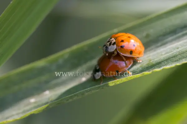 Fokus-Natur Bild