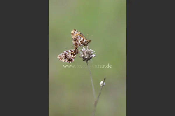 Fokus-Natur Bild