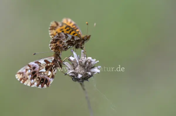 Fokus-Natur Bild