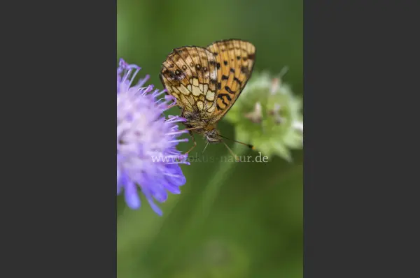 Fokus-Natur Bild