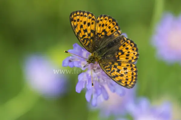 Fokus-Natur Bild