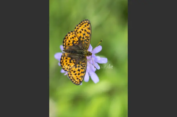 Fokus-Natur Bild