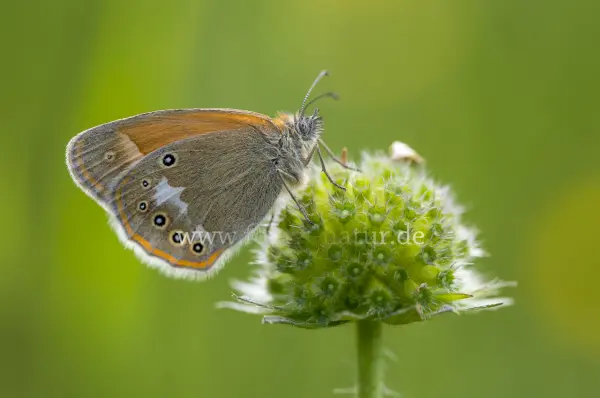 Fokus-Natur Bild